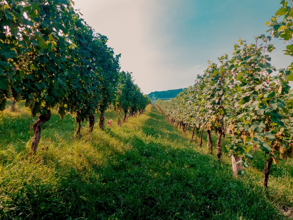 Vineyard Rows